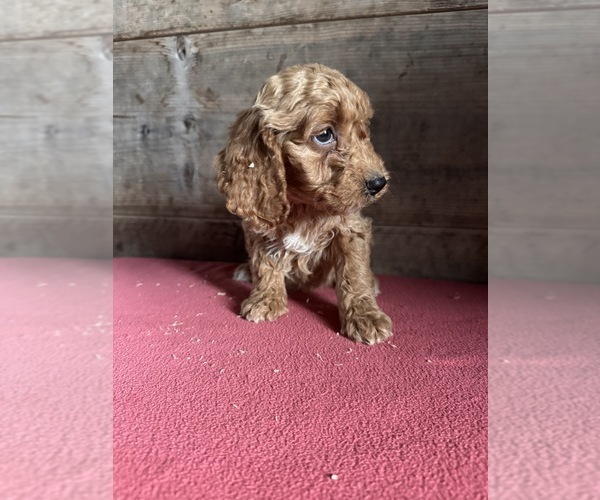 Medium Photo #2 Goldendoodle (Miniature) Puppy For Sale in VERMONTVILLE, MI, USA