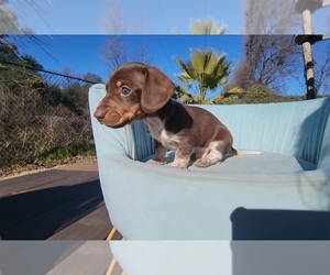 Dachshund Puppy for sale in REDDING, CA, USA