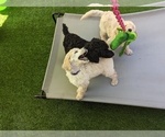 Small Photo #15 Poodle (Standard) Puppy For Sale in SAND SPRINGS, OK, USA