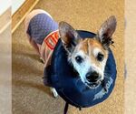 Small #11 Chihuahua Mix