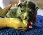 Small Photo #11 Miniature Australian Shepherd Puppy For Sale in VACAVILLE, CA, USA
