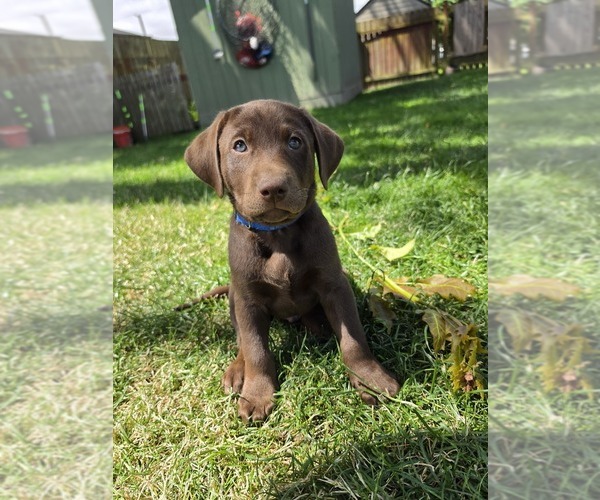 Medium Photo #1 Labrador Retriever Puppy For Sale in MOUNT VERNON, WA, USA