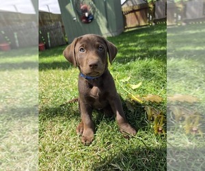 Labrador Retriever Puppy for sale in MOUNT VERNON, WA, USA