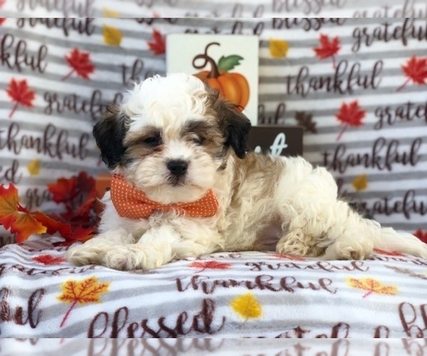 Medium Photo #7 Zuchon Puppy For Sale in LAKELAND, FL, USA