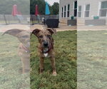 Small #2 Catahoula Leopard Dog-Mountain Cur Mix
