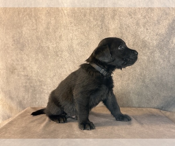 Medium Photo #6 Labrador Retriever Puppy For Sale in WHITNEY, TX, USA