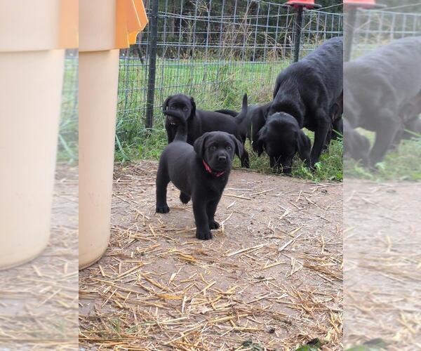 Medium Photo #13 Labrador Retriever Puppy For Sale in EDINBURG, VA, USA
