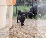 Small #12 Labrador Retriever