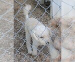 Small Photo #1 Cavapoo Puppy For Sale in RATTAN, OK, USA