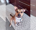 Small Photo #2 American Pit Bull Terrier-Unknown Mix Puppy For Sale in Germantown, OH, USA