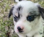 Small #8 Pembroke Welsh Corgi