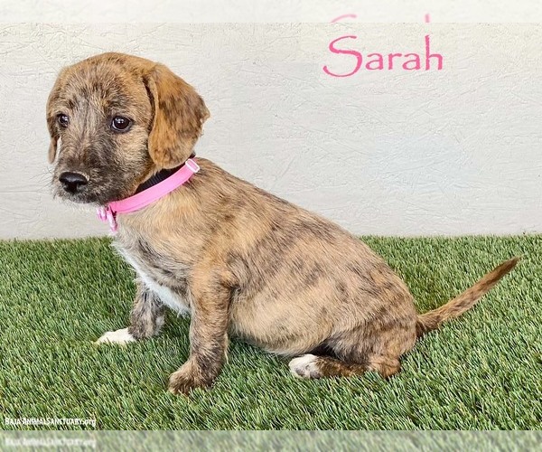 Medium Photo #1 Dachshund-Miniature Schnauzer Mix Puppy For Sale in San Diego, CA, USA