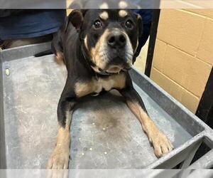 Rottweiler-Unknown Mix Dogs for adoption in Tulsa, OK, USA