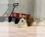 Small Photo #1 Schnauzer (Miniature) Puppy For Sale in CANOGA, NY, USA