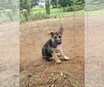 Puppy 1 German Shepherd Dog