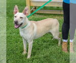 Small #2 German Shepherd Dog Mix