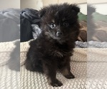 Small Photo #16 Pomeranian Puppy For Sale in SACRAMENTO, CA, USA