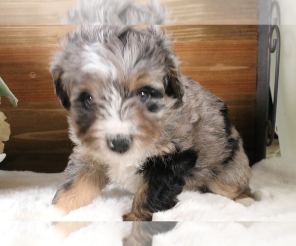 Medium Photo #536 Aussiedoodle Miniature  Puppy For Sale in STAFFORD, VA, USA