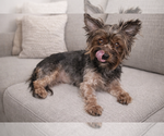Small Photo #1 Yorkshire Terrier Puppy For Sale in ATLANTA, GA, USA
