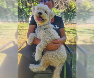 Duffy - Male Maltese-Unknown Mix Dog for Adoption - Photo #4