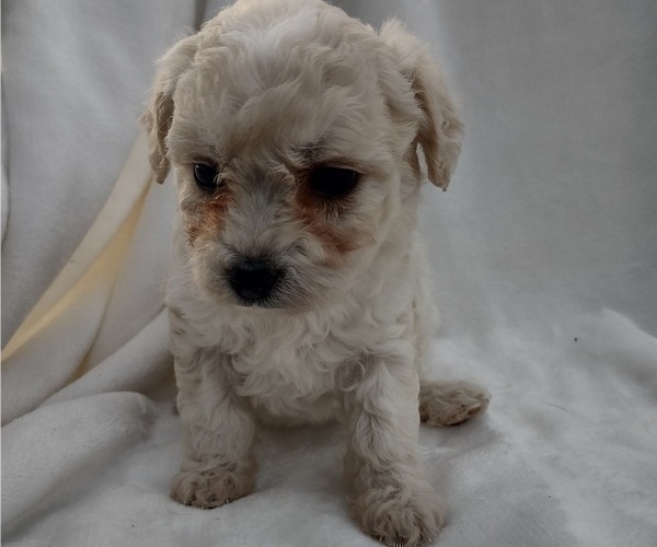 Medium Photo #1 Wapoo Puppy For Sale in SENECA FALLS, NY, USA