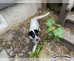 Mutt Dogs for adoption in Garden City, NY, USA
