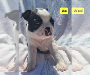 Boston Terrier Puppy for sale in POMEROY, OH, USA