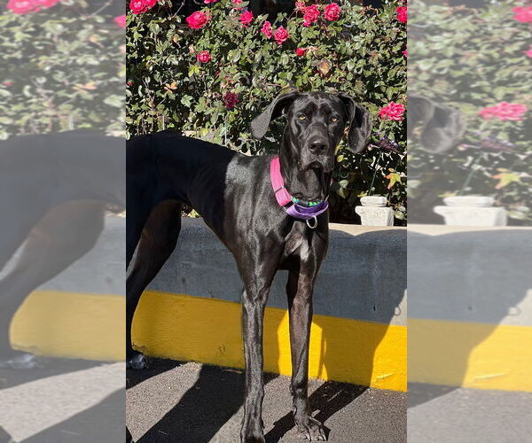 Medium Photo #1 Great Dane Puppy For Sale in Mundelein, IL, USA