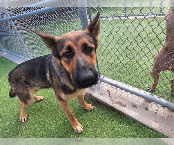 Medium Photo #2 German Shepherd Dog-Unknown Mix Puppy For Sale in Grand Prairie, TX, USA
