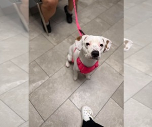 Beagle-Unknown Mix Dogs for adoption in Westwood, NJ, USA