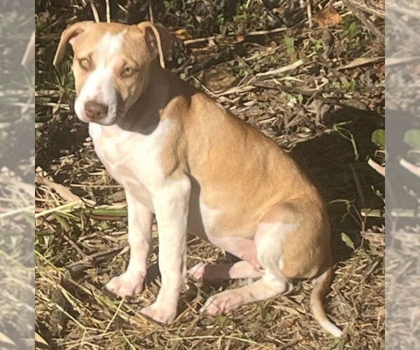 Medium Photo #7 Mutt Puppy For Sale in Canton, CT, USA