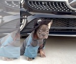 Small #11 French Bulldog