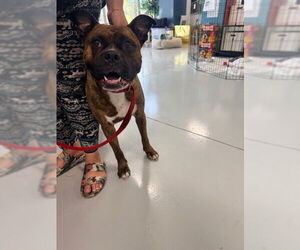 Boxer-Mastiff Mix Dogs for adoption in Temple, TX, USA