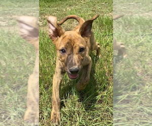 Aurora - Female Black Mouth Cur-Unknown Mix Dog for Adoption - Photo #12