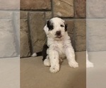 Image preview for Ad Listing. Nickname: Spot