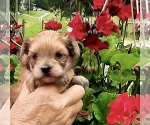 Morkie Puppy for sale in CORNERSVILLE, TN, USA