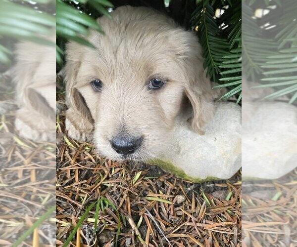 Medium Photo #4 Goldendoodle Puppy For Sale in PARKER CITY, IN, USA