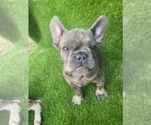 French Bulldog Puppy for sale in ORLANDO, FL, USA