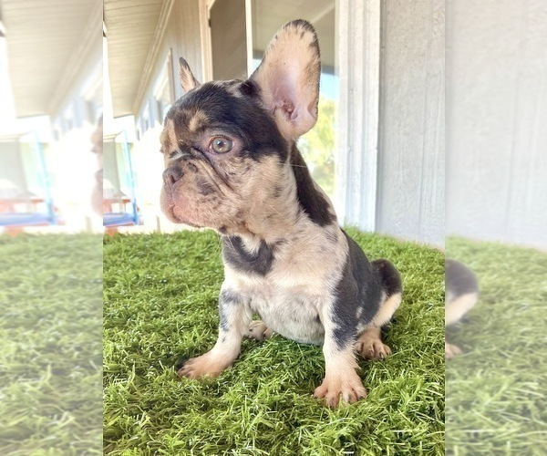 Medium Photo #9 French Bulldog Puppy For Sale in BEVERLY HILLS, CA, USA