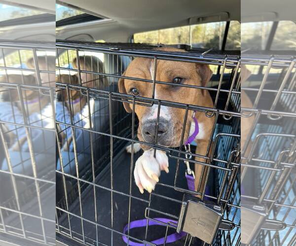 Medium Photo #3 Mutt Puppy For Sale in Shelburne, VT, USA