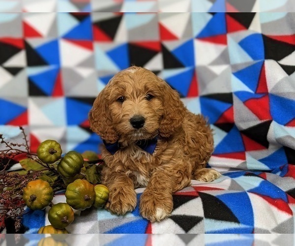 Medium Photo #4 Goldendoodle (Miniature) Puppy For Sale in GLEN ROCK, PA, USA