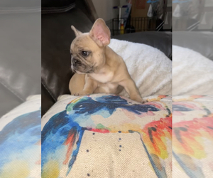 French Bulldog Puppy for sale in N PROVIDENCE, RI, USA