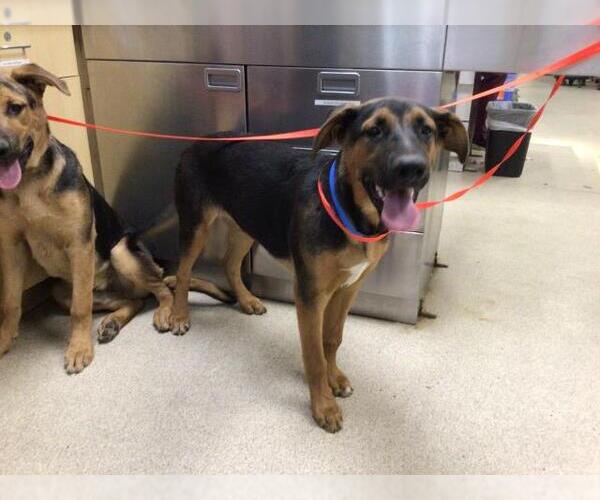 Medium Photo #1 German Shepherd Dog-Unknown Mix Puppy For Sale in Riverside, CA, USA