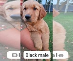 Puppy Muki Golden Retriever