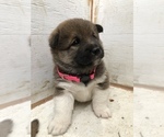 Small Photo #3 Shiba Inu Puppy For Sale in HARRISBURG, MO, USA