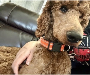 Father of the Poodle (Standard) puppies born on 12/03/2025