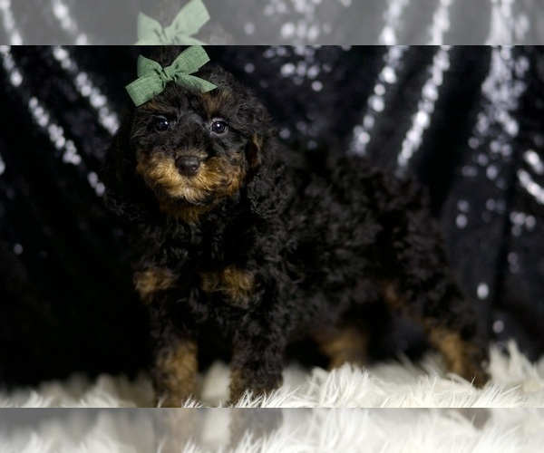 Medium Photo #2 Poodle (Miniature) Puppy For Sale in WARSAW, IN, USA