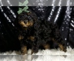 Small #1 Poodle (Miniature)