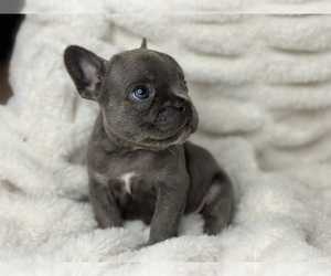 French Bulldog Puppy for sale in TRINITY, NC, USA