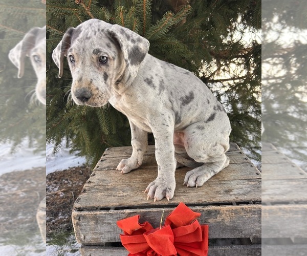 Medium Photo #4 Great Dane Puppy For Sale in MIDDLEBURY, IN, USA